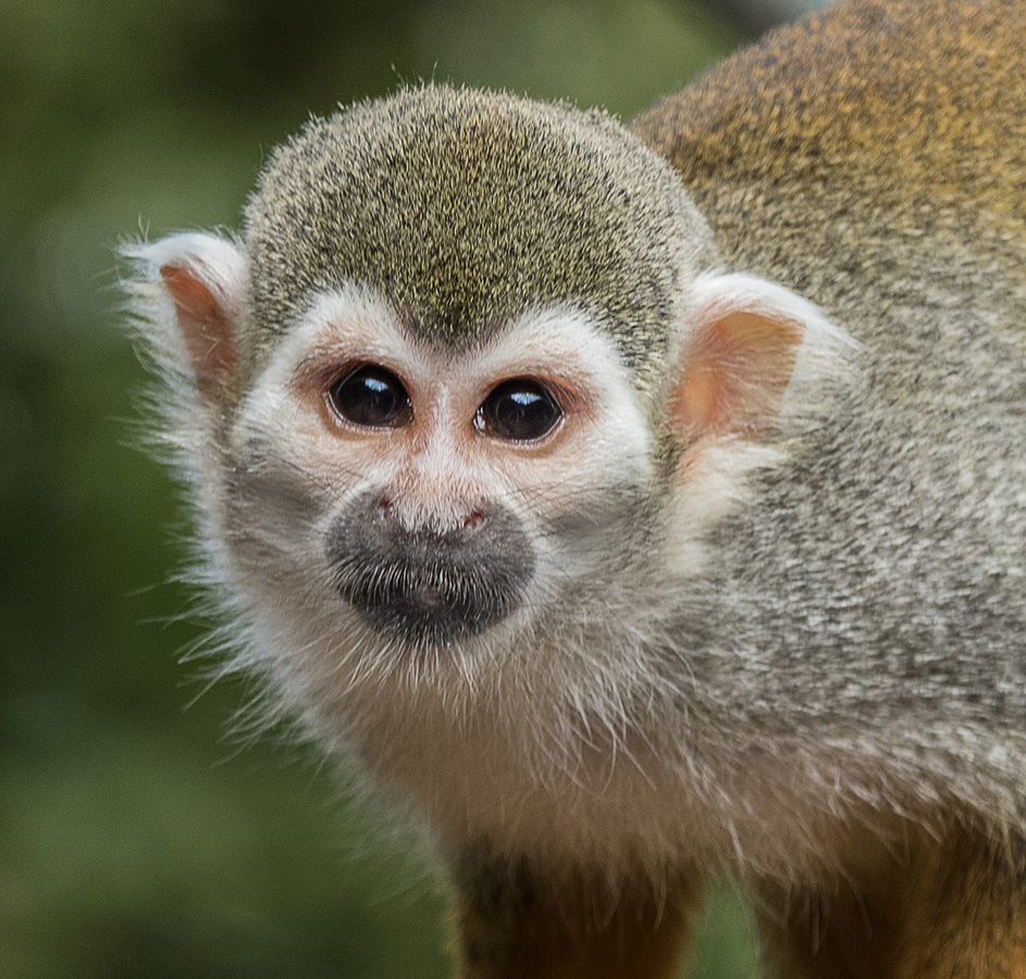 Squirrel Monkey - Ellen Bell